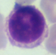 B-lymfocyty