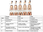 Figure 14: Tanner scale for puberty (www.medscape.com)
