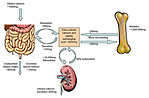Figure 2: Homeostasis of calcium in the human body (www.renalmed.co.uk)