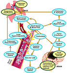 Figure 2: Pathogenesis of leukostasis syndrome (S. Howard, MD, St. Jude Children's Research Hospital)