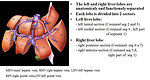 Figure 22: Segmental anatomy of the liver