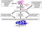 Figure 8: Overview of tumorigenesis