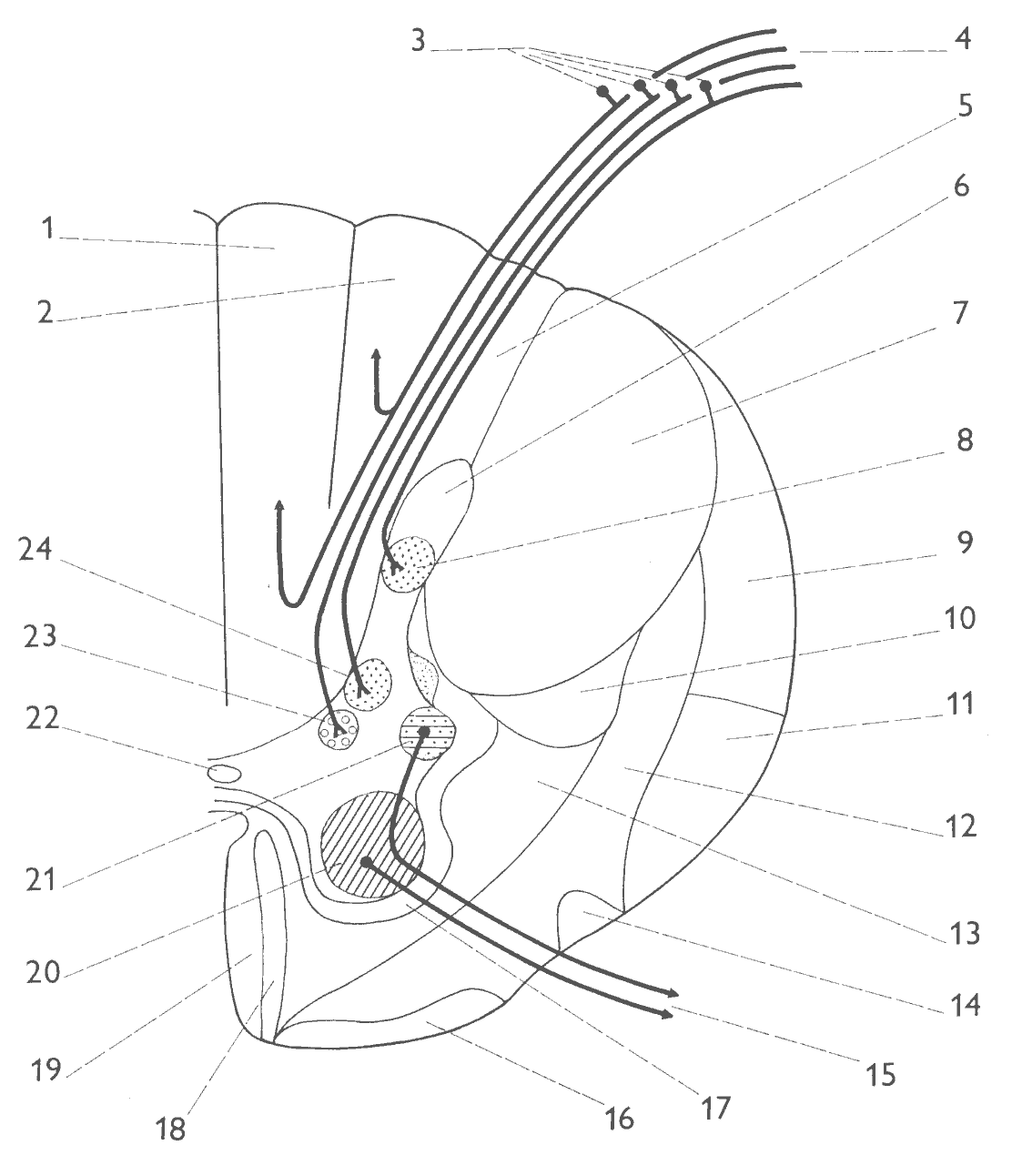 Obr. 1. Schéma příčného řezu hřbetní míchou, které ilustruje klasické pojetí strukturální skladby šedé a bílé hmoty (upraveno podle Žlábka, 1950). 1 - fasciculus gracilis (tr. spinobulbaris); 2 - fasciculus cuneatus (tr. spinobulbaris); 3 - neurony pseudounipolárního typu ve spinálním gangliu; 4 - radix posterior (dorsalis) n. spinalis; 5 - fasciculus posterolateralis (Lissaueri); 6 - apex columnae post. (substantia gelatinosa  Rolandi); 7 - tr. corticospinalis lateralis; 8 - ncl. proprius; 9 - tr. spinocerebellaris posterior; 10 - tr. rubrospinalis; 11 - tr. spinocerebellaris anterior; 12 - tr. spinothalamicus, spinotectalis et spinoreticularis; 13 - tr. reticulospinalis; 14 - tr. olivospinalis; 15 - radix anterior (ventralis) n. spinalis; 16 - tr. vestibulospinalis; 17 - tr. spinospinalis; 18 - tr. corticospinalis anterior; 19 - tr. tectospinalis; 20 - ncll. motorii; 21 - ncl. intermediolateralis; 22 - canalis centralis; 23 - ncl. intermediomedialis; 24 - ncl. thoracicus (Stilling-Clarke).