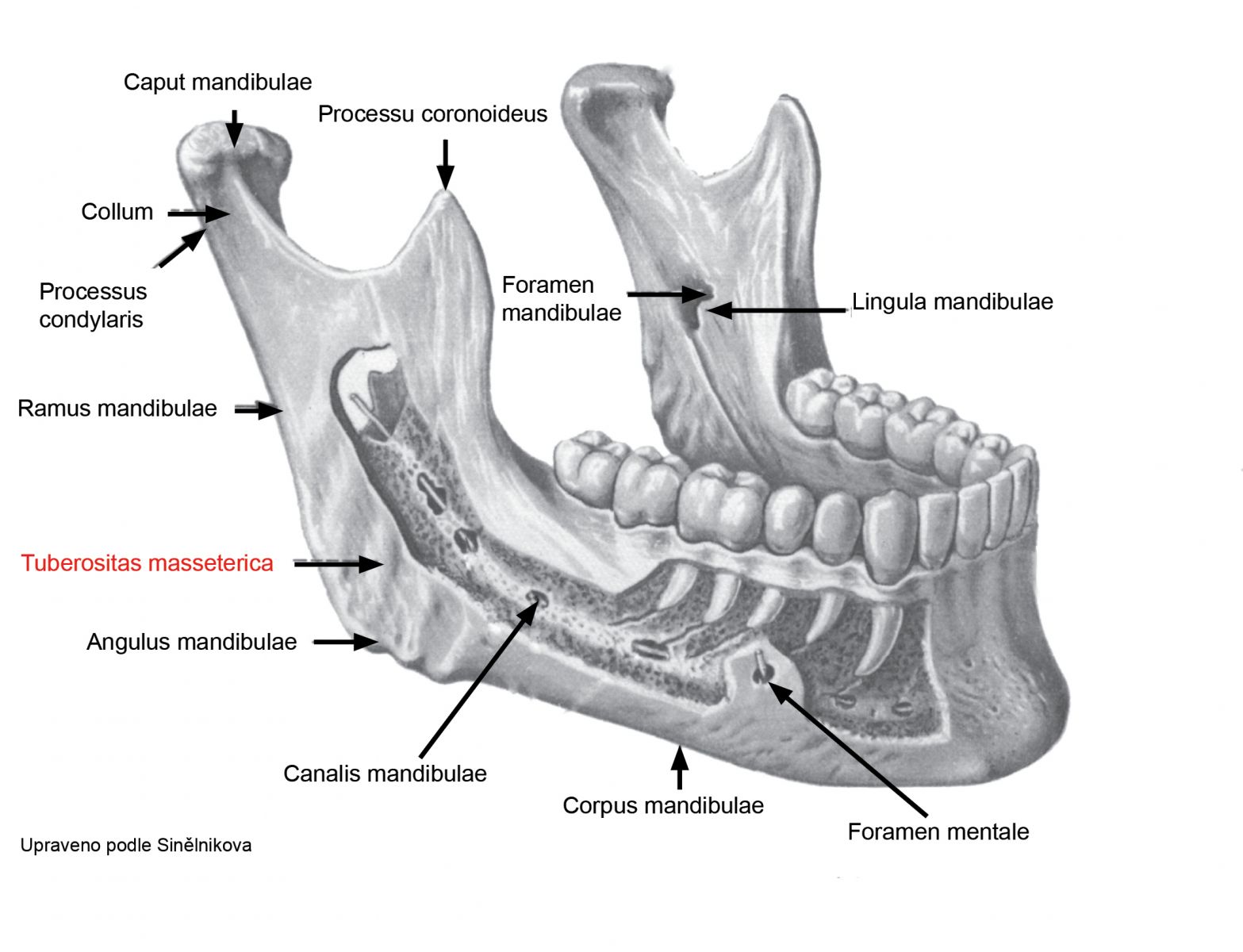 Mandibum