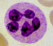 granulocyty neutrofilní