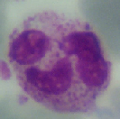 granulocyty bazofilní