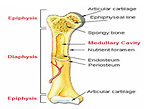 Figure 2: Bone anatomy
