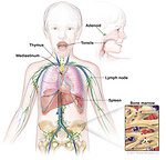 Figure 2: Lymphatic system showing sites commonly affected by Hodgkin lymphoma