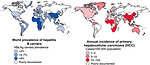 Figure 3: Geographical distribution of HCC in endemic hepatitis B regions