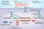 Figure 11: Signalling cellular pathways in melanoma