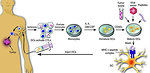 Figure 12: Dendritic cells anti-tumor vaccine
