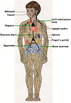 Figure 1: Anatomy of lymphatic system