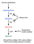 Figure 1: Endogenous production of uric acid